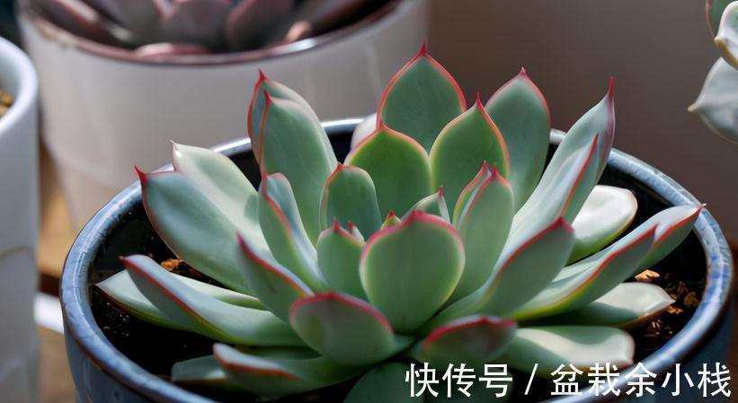 浇水|秋季给多肉浇水,掌握住这4个小技巧,爆盆肥叶很简单