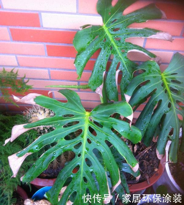 绿植净化空气，买什么样的好？我推荐5种给你，试一下效果