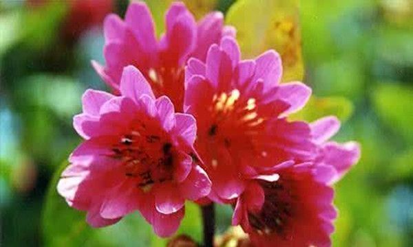 红花荷|养花试试这款,用塑料薄膜覆盖,既能保暖防寒,又能保持室内水分