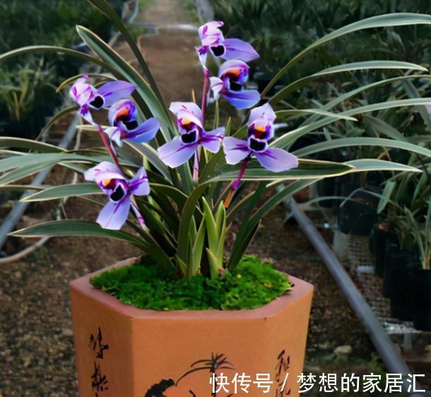 友友们请注意:10月后的兰花状态好好极了,抓住时机长势旺