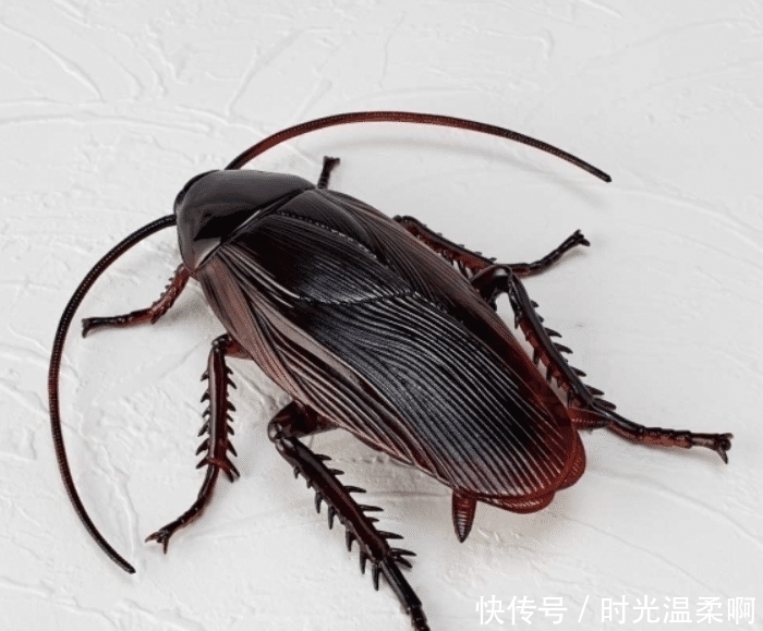 昆虫|你见过哪些奇怪的手办模型?蟑螂、蚯蚓为原型的手办,还原度太高