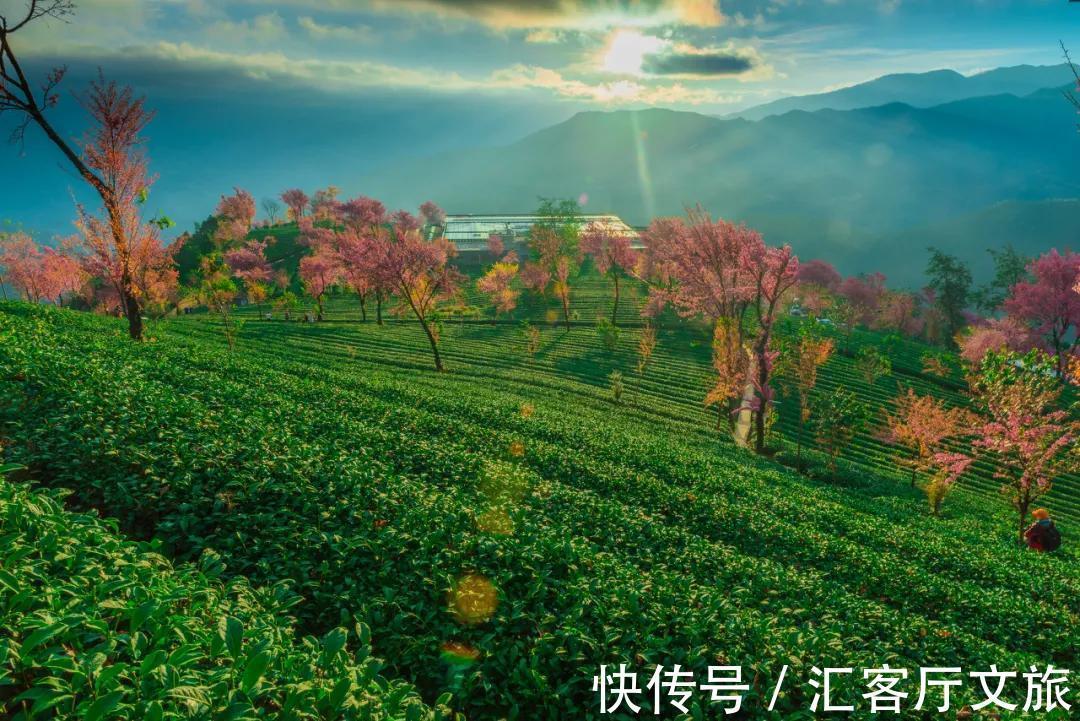 樱花|无量山，云南冬日里一场限定的浪漫！