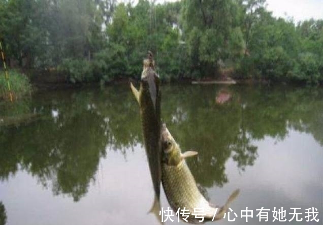 放生|小伙河边钓鱼,发现钓上的鱼不对劲,小伙瞧了一下鱼鳞,赶快放生