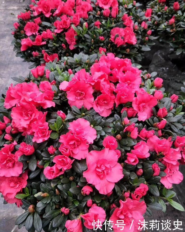 适合养在阳台的花卉,花开香飘溢满屋,阳台变温馨花园