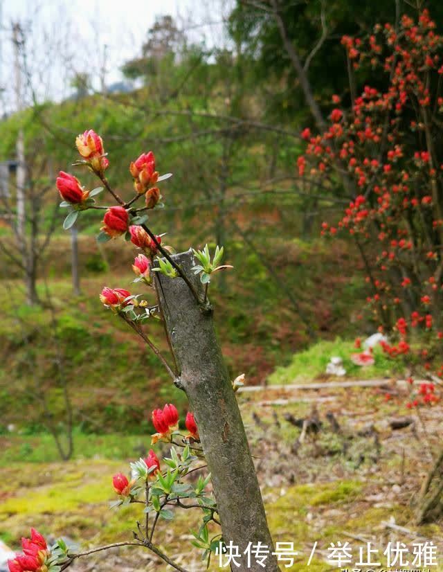 映山红是怎么种植的？掌握这些技巧，40天能生根，90天可成活