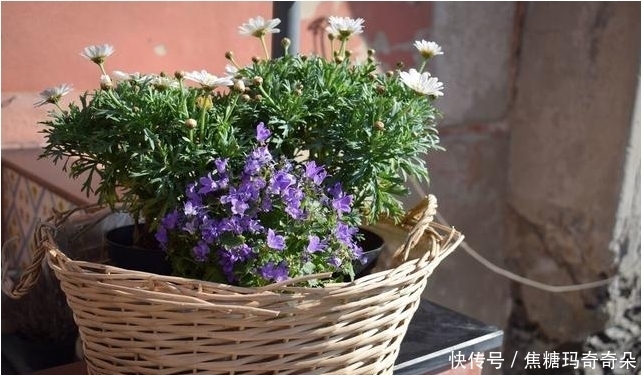 忠于颜值,始于陪伴!能让家幸福感爆棚,关键还不贵