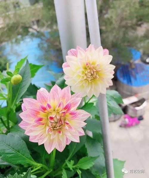 土培|这三种花不是一次性花,开花一次接一次,“手欠”扔掉太可惜!