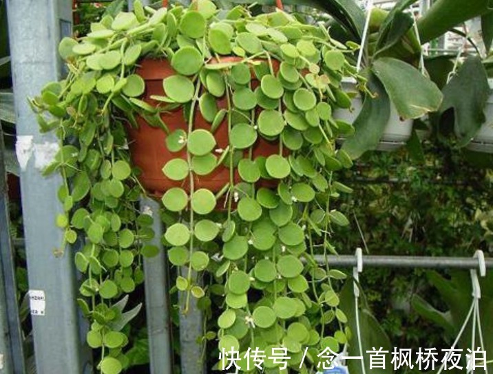 6种花适合吊起来养,窗前挂几盆,比窗帘都好看,而且非常好养
