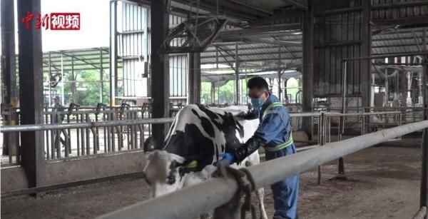 修蹄|啥？奶牛也需要“美甲”？