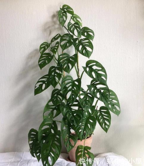 长势|盘点10种耐阴花,北阳台照样生机勃勃,皮实好养有格调