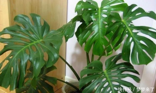 室内没有光照,养4种耐阴花卉,绿叶满盆不在话下