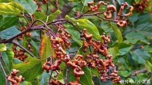 甘蔗|我国“最怪”水果,比“甘蔗”甜,插土就活,你们吃过吗