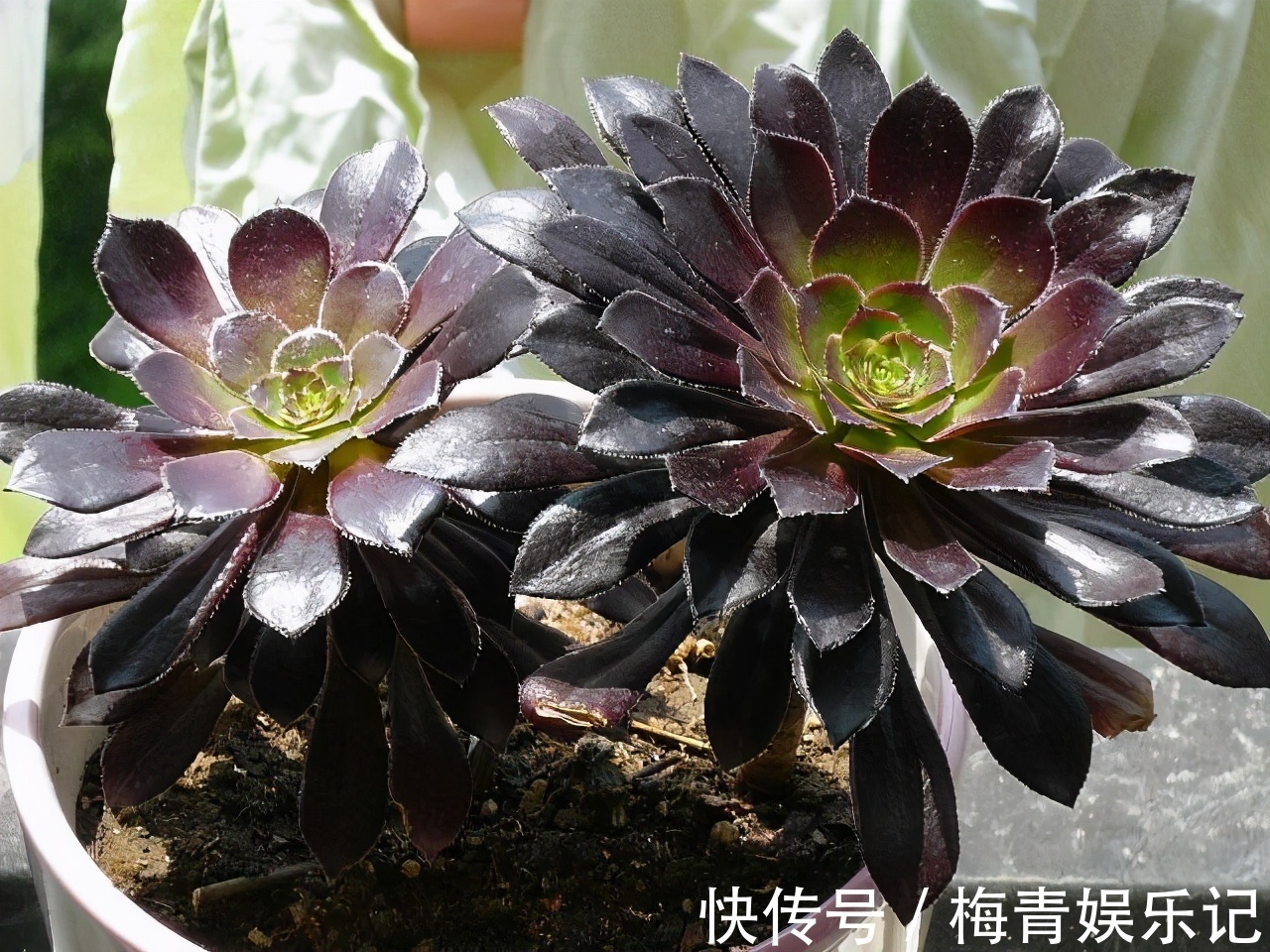 养花别再没自信了，盆栽这“4款”多肉，“随便整”都弄不死