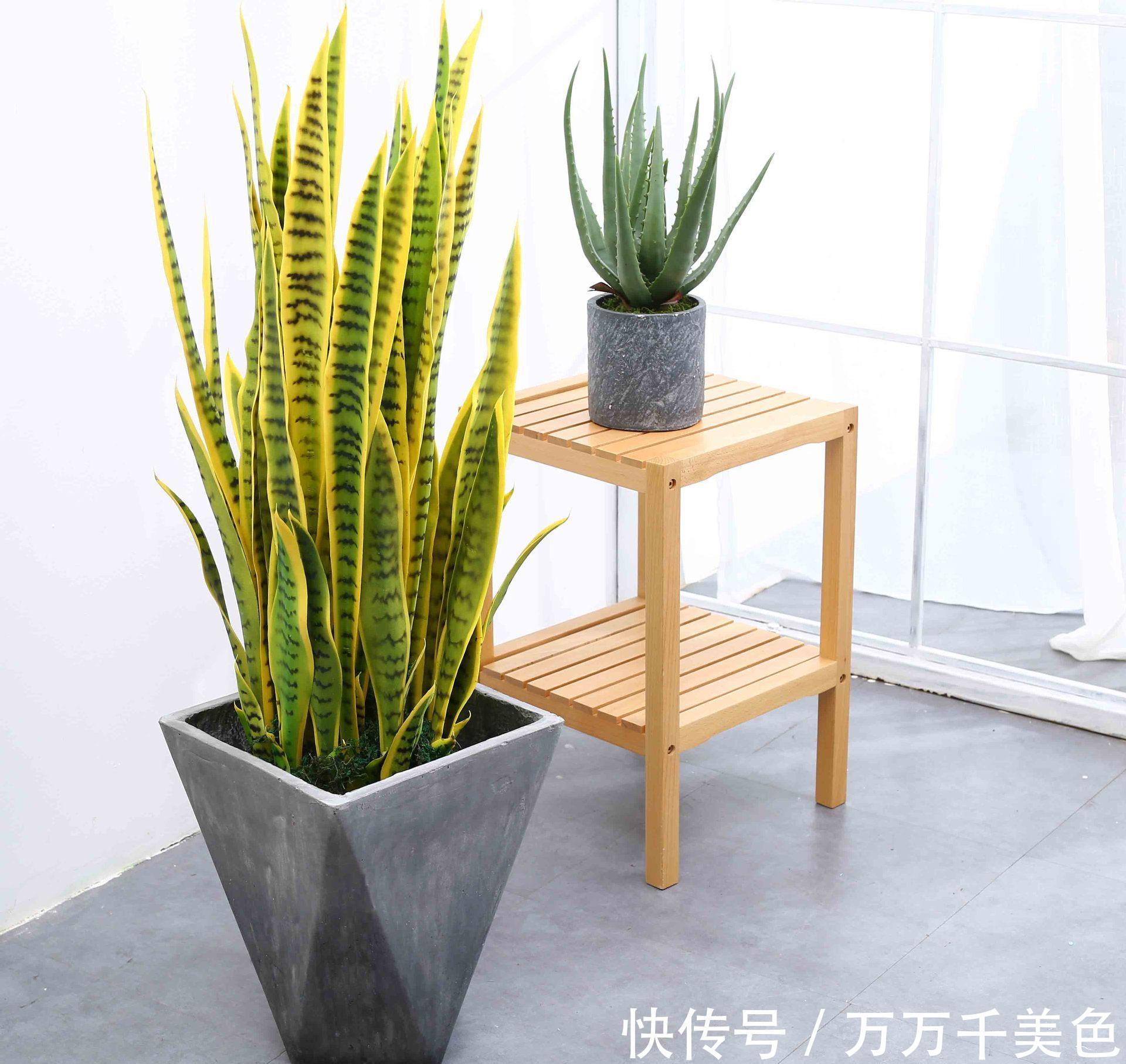 虎皮兰有“3怕两不喜”，难怪不爱出小芽，还越长越难看