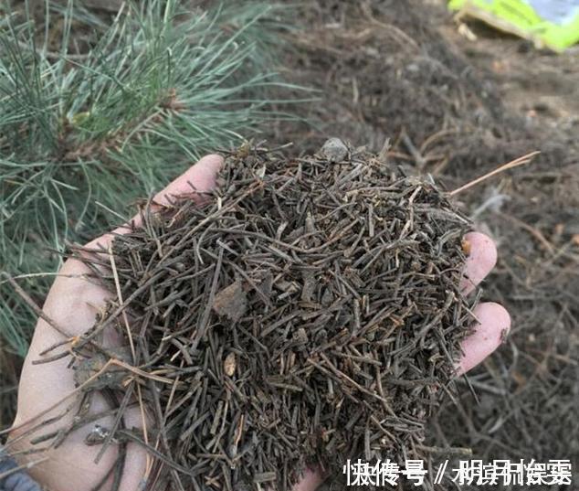 松针土|养花配土,路边捡“天然酸性土”,稍加处理,秒变“万能营养土”