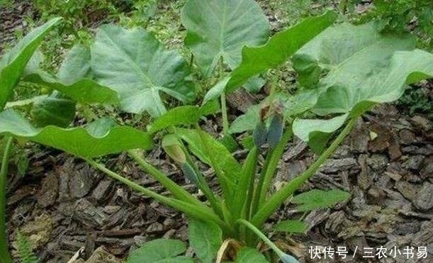 药用价值|农村此野菜,营养价值高,还能消肿止痛、清热解毒,遇见请珍惜