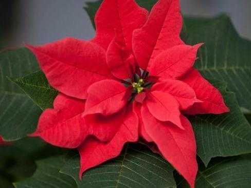 断交|如果有人送你3种花,不要养在家中,是我就直接断交