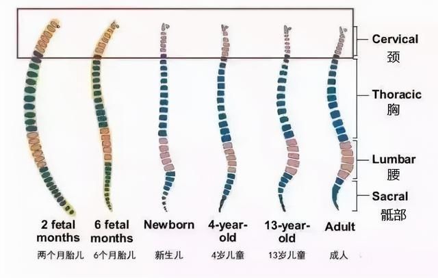 枕枕头|新生儿需要枕枕头吗？金牌月嫂：3个月以前，还是别用了