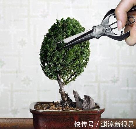 缩节胺|养花乐趣之一就是造型,矮化花卉保证优美造型,几年养出盆景