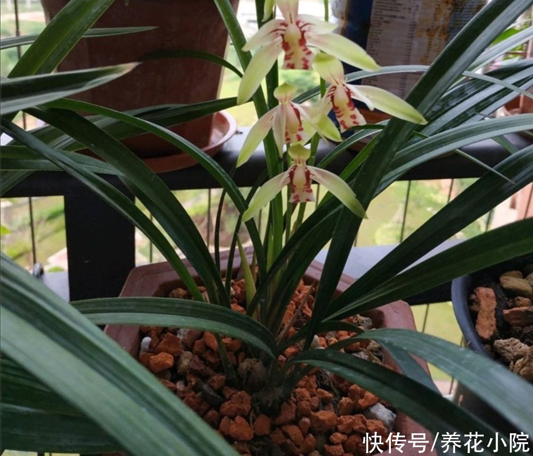 黄叶|夏天养花，一定别乱浇水，不然容易烂根黄叶