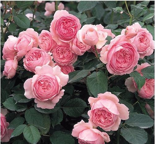 长势|4种藤本月季,长势旺花量大,养两年开出花墙,适合新手