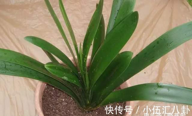 基质|君子兰不用买，一片叶子就能长出一整盆，生根快成活率高