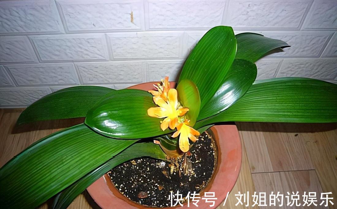 找早餐店老板要一点它,每月埋一勺,一夜之间花朵全开