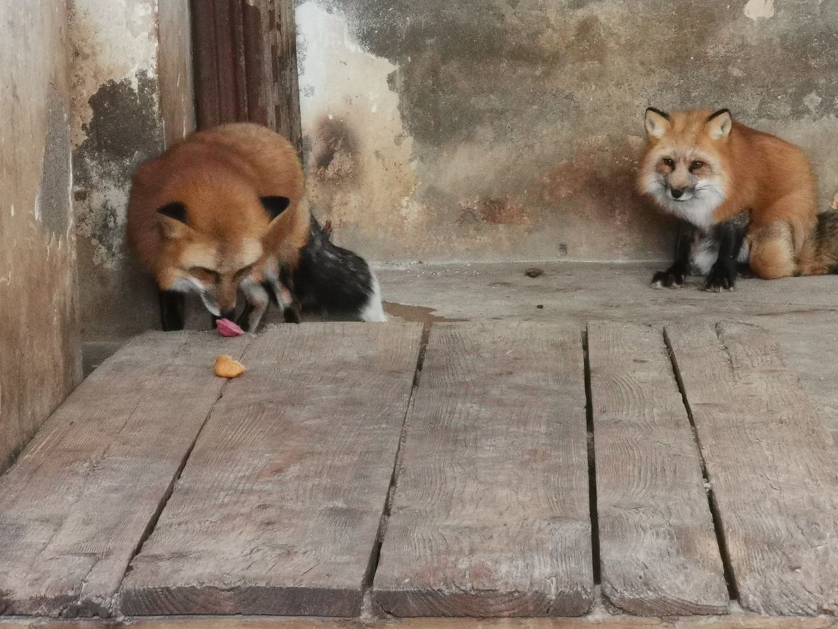 饲养员|虎年主题大餐迎新