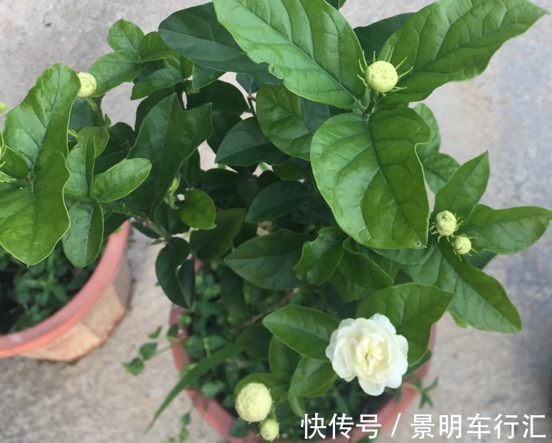 植株|被誉为最香的茉莉虎头，盆栽照顾到位，一年开花3、4次