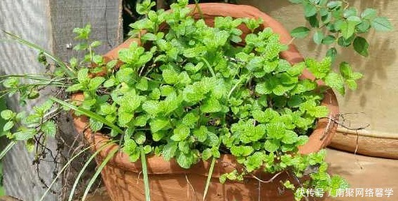 薄荷|如何把薄荷养到爆盆,几分钟就可以学会,再也没有蚊虫的叮咬