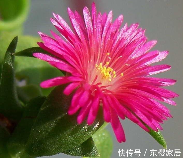 红花变绿叶是什么花 红花变绿叶是什么花