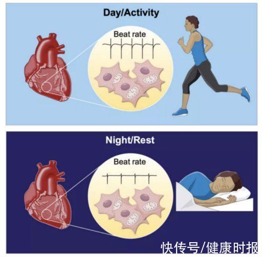 肾脏|大脑要工作，心脏想休息！熬夜族，器官也想下班了