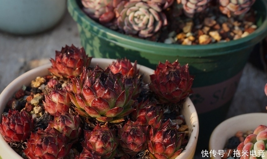 春天，去天台赏肉