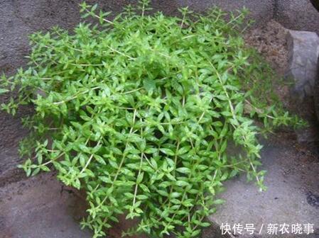 4种多肉，靠天吃饭，农村房顶上也能活，一盆能养20年