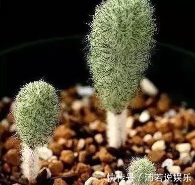 这5种花你可能一辈子都没见过,见过一种算你厉害!