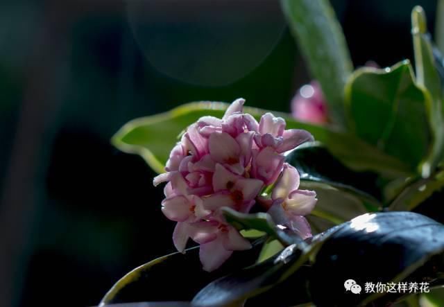 花香味|阳台就养这些花,花香味浓,久聚不散,香味飘满屋!
