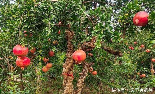 院子|家里有个小院子，别光养月季，种上3棵树，开花结果寓意好