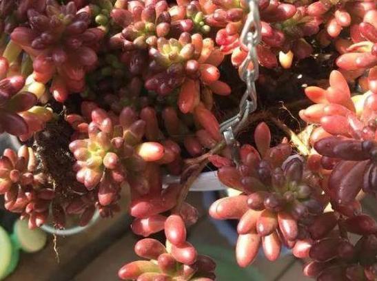 盆栽多肉该如何浇水牢记4个小窍门,花根少受负面影响