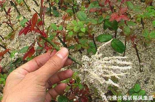 白糖|“扦插”不生根给它放点“调料”,枝条泡一泡,3天冒出大白根