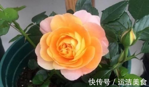 害虫|不想植物烂根、黄叶、招惹害虫,就将这2厨房调料捣碎养花!