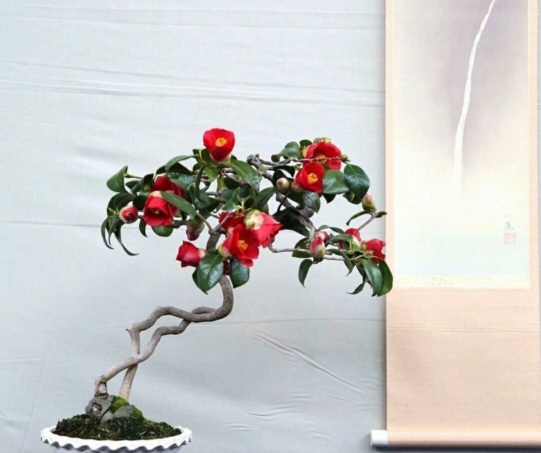 未雨绸缪,了解茶花老桩盆景的上盆4技巧,秋季用到不求人