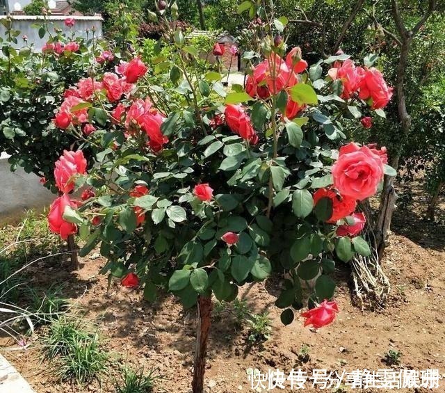 九里香|这两种花再贵也要舍得栽2株，一种适合在室内，一种适合在室外！