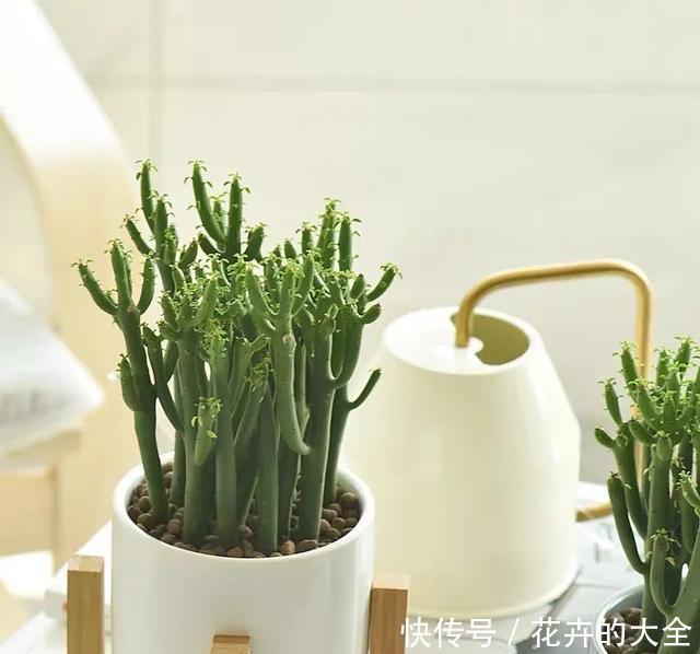家里养几盆光棍树,清雅又别致,新手也能轻松上手