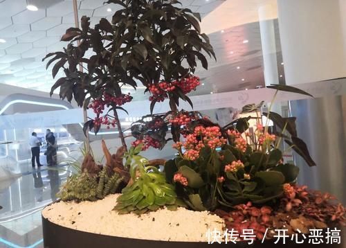 修剪|养桩不光要养活，枝条长粗才重要，6个技巧要掌握好，施肥长得快