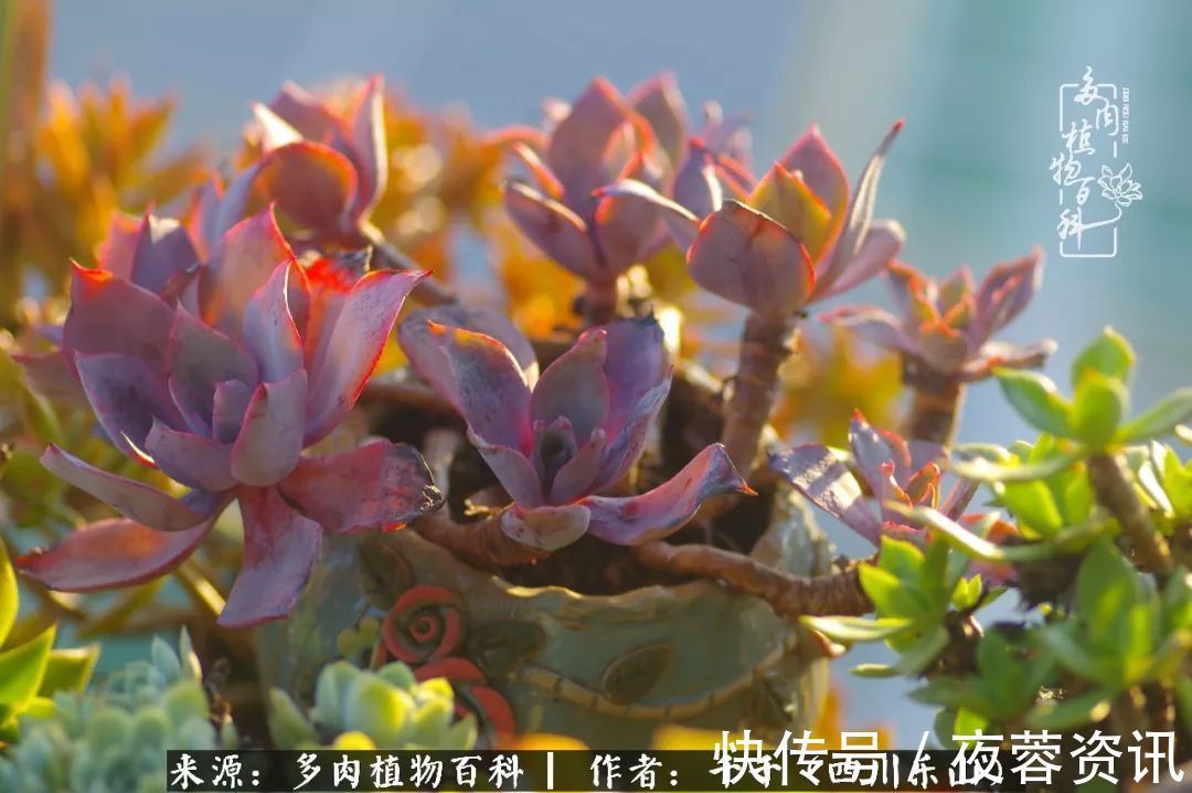 夏天|夏天日晒雨淋,秋老虎来势汹汹,你的多肉准备好逆袭了吗