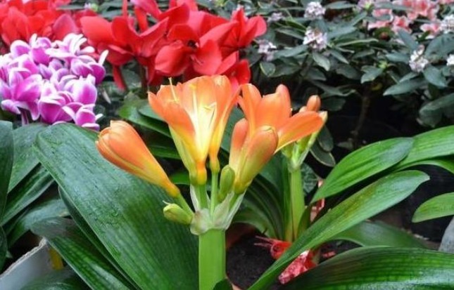 光照|养护君子兰从这招开始,花开不断,叶子比手掌还大