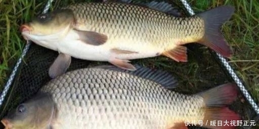 入口性|钓鱼颗粒粉这样搭配,鲫鲤鱼马上咬钩,根本停不下来