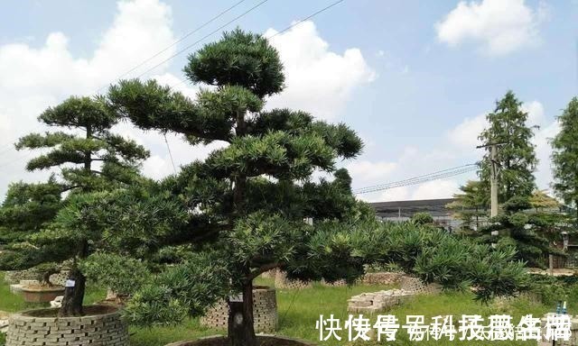 盆景|都说这种树很贵!其实剪根“枝条”,埋土里就能长,不用花钱买!