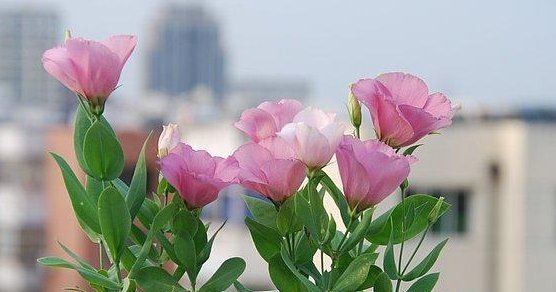 这些花适合夏天养，越“热”越疯长，越“晒”还越开花