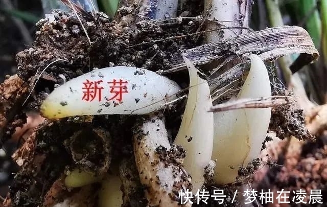 秋天兰花空根怎么办?这几种错误的处理方法,很难让空根再生根